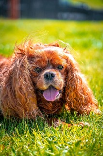 Cavalier King Charles Spaniel domestic dog (Canis lupus familiaris) in a meadow, Schoenheide,