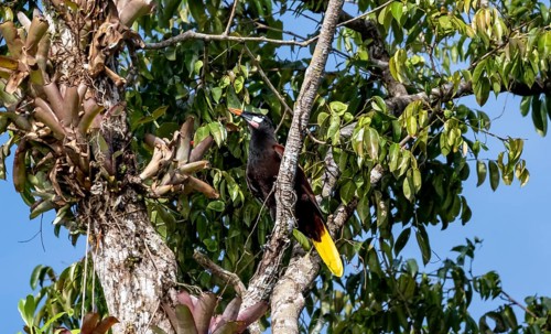 Montezuma's forehead bird (Gymnostinops montezuma) sitting on a branch, Tortuguero National Park,
