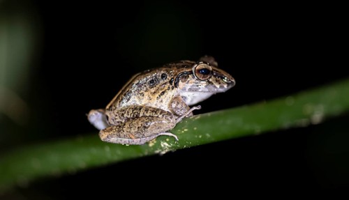 Fitzinger's dink frog (Craugastor fitzingeri) sitting on a stalk, at night, Tortuguero National