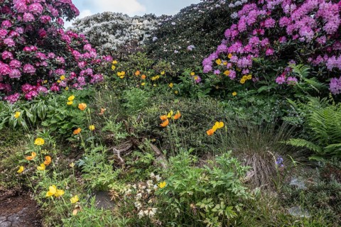 Welsh poppy (Meconopsis cambrica) in front of rhododendron, Emsland, Lower Saxony, Germany, Europe