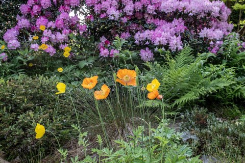 Welsh poppy (Meconopsis cambrica) in front of rhododendron, Emsland, Lower Saxony, Germany, Europe