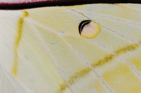 Indian luna moth (Actias selene), wing detail, captive, occurrence in Asia
