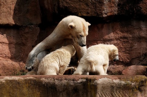 Polar bear mother with two young polar bears, Ursus maritimus, Nuremberg Zoo, Am Tiergarten 30,
