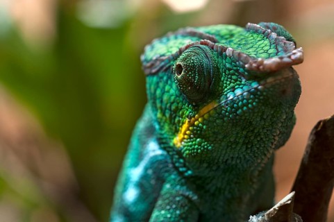 Panther Chameleon, terrarium in the Nuremberg Zoo, Nuremberg, Middle Franconia, Bavaria, Germany,