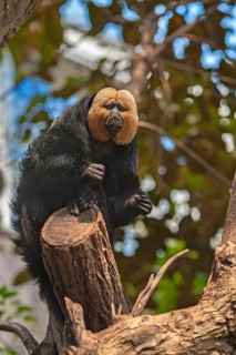 White-faced saki (Pithecia pithecia), tropical house, captive, zoo, Nuremberg, Middle Franconia,