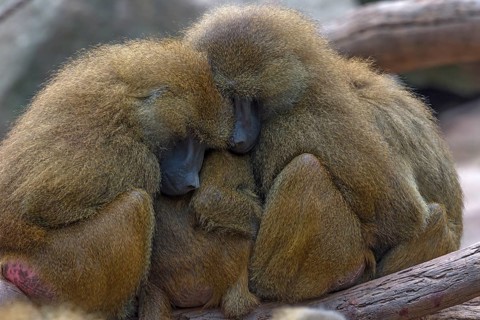 Guinea baboons, also known as sphinx baboons or guinea baboon (Papio papio), Nuremberg Zoo, Middle