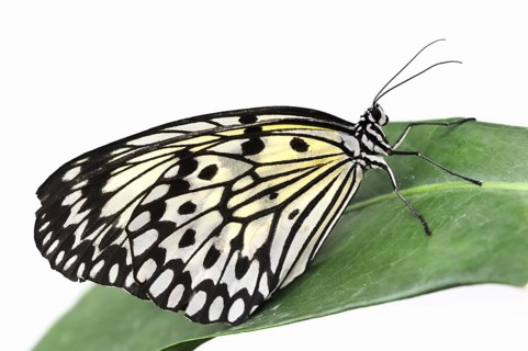 Paper kite (Idea leuconoe) against a white background, captive, occurring in Southeast Asia
