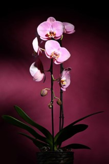 Pink orchid (Phalaenopsis) on dark purple background