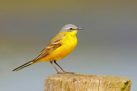 Western yellow wagtail (Motacilla flava) on a perch in Osterfeinermoor, pasture fence, wildlife,