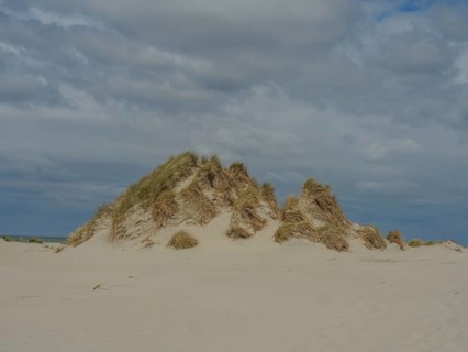 Large sand dune with grass under a cloudy sky, dune and beach by the sea with footpaths, grass and