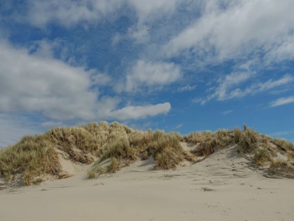 Sunny beach with sand dunes and reeds under a blue sky with clouds, dunes by the sea with clouds in