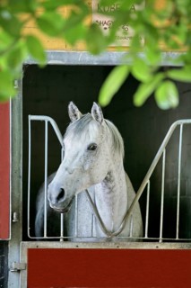 Arabian, Horse