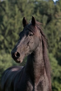 Friesian, Friesian horse