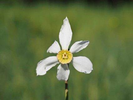 Star narcissus (Narcissus radiiflorus), near Irdning, Ennstal, Styria, Austria, Europe