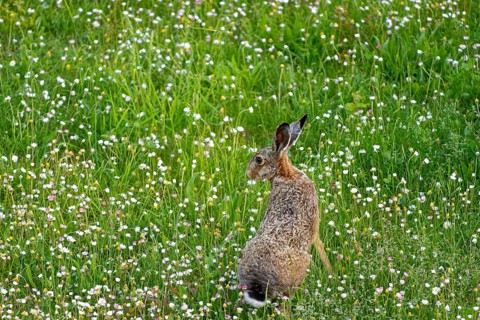 A brown hare (Lepus europaeus) seen from behind sitting in a flowering meadow surrounded by grass