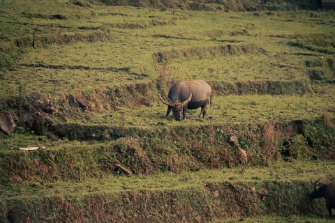 A water buffalo grazing peacefully in the terraced rice field in the rural countryside in Lao Cai