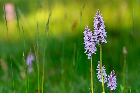 Moorland spotted orchid (Dactylorhiza maculata), flowering wild orchid, Lower Rhine, North