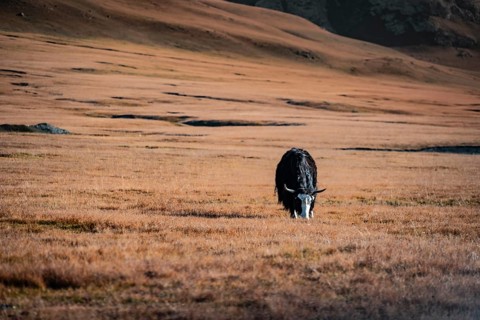 Yak grazing on the autumnal plateau with yellow grass, Tian Shan, Sky Mountains, Sary Jaz Valley,