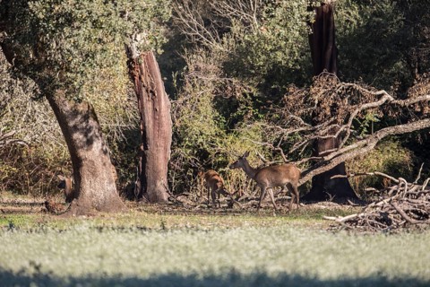 Red deer (Cervidae), Monfraguee National Park, Extremadura, Castilla La Mancha, Spain, Europe
