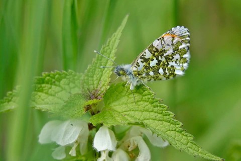 Orange tip (Anthocharis cardamines), May, Saxony, Germany, Europe