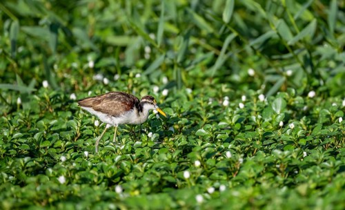Northern jacana (Jacana spinosa), female between flowering floating plants in the water, Tortuguero