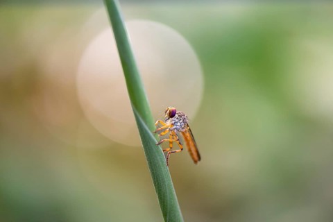 Robber fly (Ommatius) sitting on a blade of grass, Tortuguero National Park, Costa Rica, Central