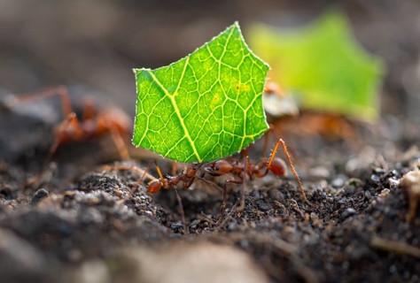 Leaf-cutter ants (Atta cephalotes) carrying a piece of leaf, rainforest, Tortuguero National Park,