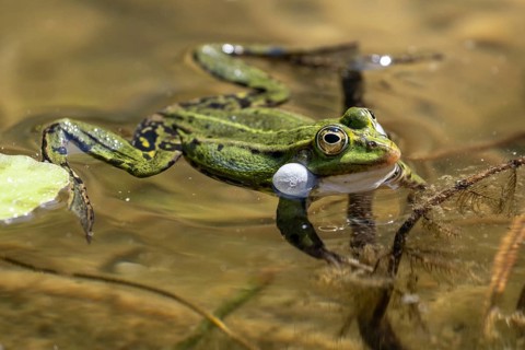 Green frog (Rana esculenta) with acoustic bladder, Emsland, Lower Saxony, Germany, Europe