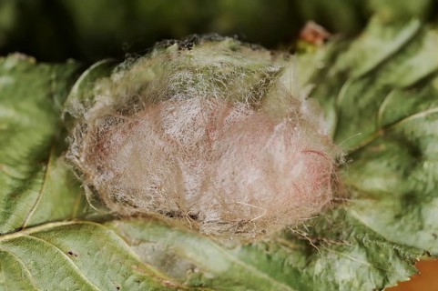 Pale tussock (Calliteara pudibunda), cocoon, North Rhine-Westphalia, Germany, Europe