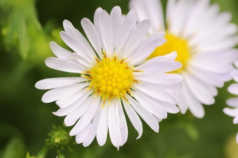 Smooth-leaved aster or Symphyotrichum novi-belgii (Aster novi-belgii, Symphyotrichum novi-belgii),