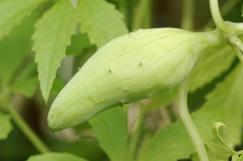 Caigua (Cyclanthera pedata), fruit, native to South America