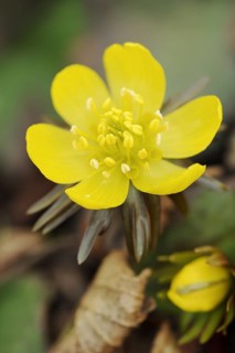 Winter aconite (Eranthis hyemalis), flower, North Rhine-Westphalia, Germany, Europe