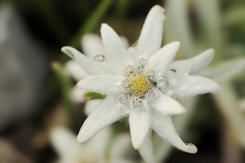 Alpine edelweiss (Leontopodium alpinum), flower, Germany, Europe
