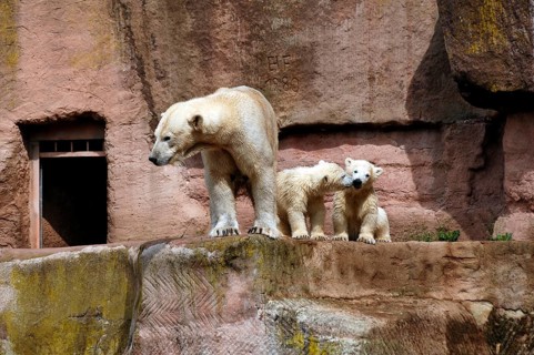 Polar bear mother with two young polar bears, Ursus maritimus, Nuremberg Zoo, Am Tiergarten 30,