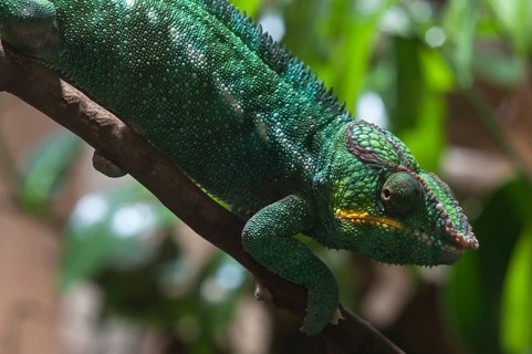 Panther Chameleon, terrarium in the Nuremberg Zoo, Nuremberg, Middle Franconia, Bavaria, Germany,