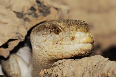 Blue-tongued skink (Tiliqua scincoides), captive, occurring in Australia