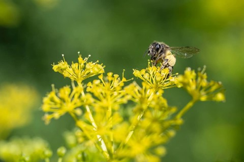 Honey bee (Apis mellifera) a Yellow umbel (Smyrnium perfoliatum), Emsland, Lower Saxony, Germany,