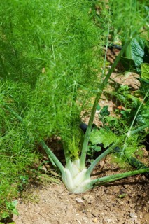 Fennel Bulb in garden bed. Annual fennel, Foeniculum vulgare azoricum. Florence or bulbing fennel.