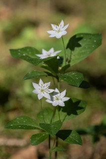 Chickweed wintergreen (Trientalis europaea), Emsland, Lower Saxony, Germany, Europe