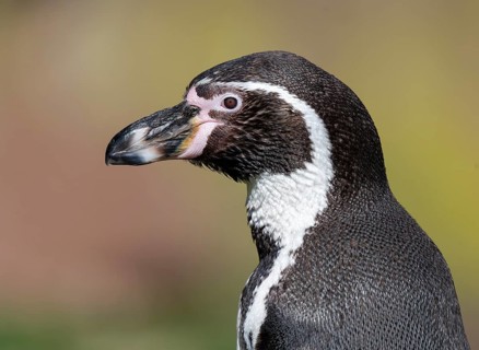 Humboldt penguin (Spheniscus humboldti), portrait, occurrence in South America, captive, Germany,