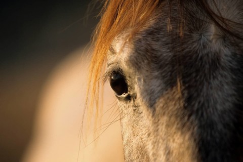 Andalusian, Andalusian horse, Antequera, Andalusia, Spain, eye, Europe