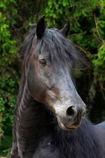 Friesian, Friesian horse