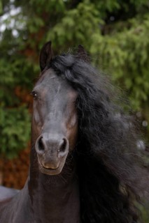 Friesian, Friesian horse