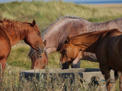 Three horses drinking at a trough in the middle of a meadow, horses on a salt marsh by the sea