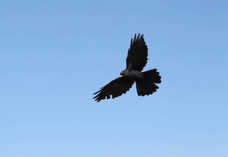 Alpine chough (Pyrrhocorax graculus) flying in the blue sky, St. Gallen, Switzerland, Europe