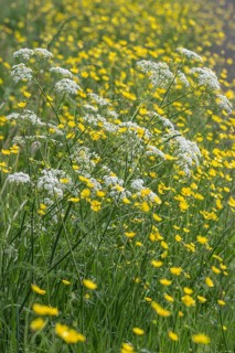 Cow parsley (Anthriscus sylvestris) and tall buttercup (Ranunculus acris), Emsland, Lower Saxony,