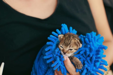 A small rescued kitten is wrapped in a warm blue towel and cradled in the hand of a volunteer at an