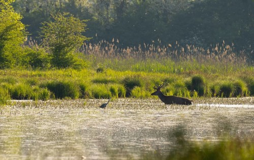Red deer (Cervus elaphus), Grey heron (Ardea cinerea), water, backlight, Lower Austria
