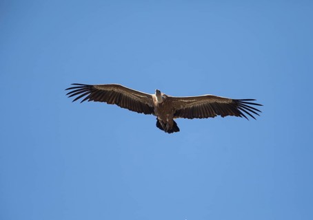 Griffon vulture (Gyps fulvus), Monfraguee National Park, Extremadura, Castilla La Mancha, Spain,