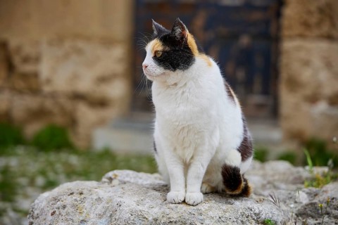 Tricoloured cat sitting on a stone and looking attentively sideways, near Grand Master's Palace,